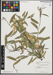 Foto von Salix pycnostachya Andersson